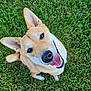 dog, grass, outdoor, pet, canine, happy, smiling, ears, fur, tail, animal, nature, playful, lying_down, looking_up, summer, daylight, closeup, cute, friendly