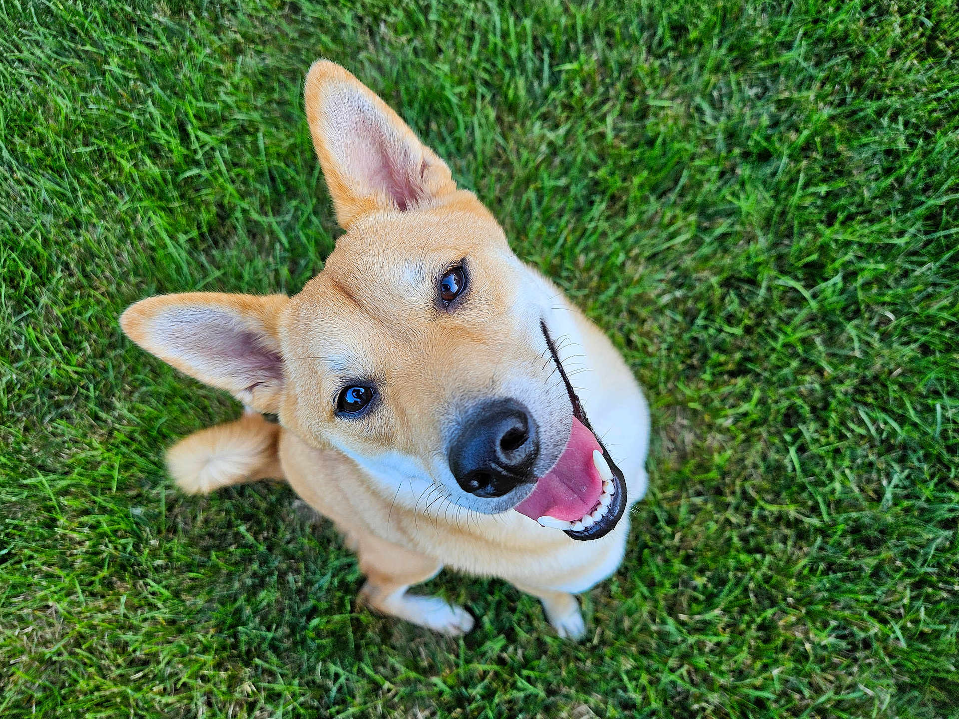 Boe joined the competition — help win amazing prizes! dog, grass, outdoor, pet, canine, happy, smiling, ears, fur, tail, animal, nature, playful, lying_down, looking_up, summer, daylight, closeup, cute, friendly