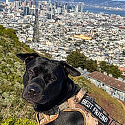 Garson is registered to the contest to win money with this photo: animal, black_dog, buildings, cityscape, closeup, daylight, dog, ears, grass, greenery, harness, hill, looking, mammal, nature, outdoor, pet, portrait, sky, urban