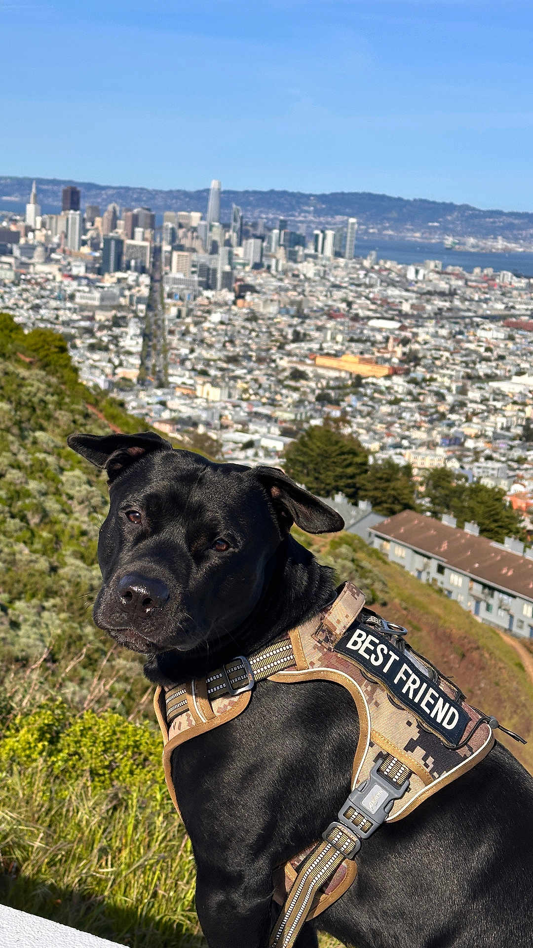 Garson is registered to the contest to win money with this photo: animal, black_dog, buildings, cityscape, closeup, daylight, dog, ears, grass, greenery, harness, hill, looking, mammal, nature, outdoor, pet, portrait, sky, urban