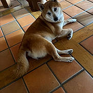 Ryo participe au concours pour gagner de l'argent avec cette photo : dog, shiba_inu, pet, indoor, floor, tile_floor, brown_fur, animal, canine, laying_down, resting, looking_back, curious, wooden_furniture, cozy, domestic, companion, cute, ears_up, tail