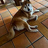dog, shiba_inu, pet, indoor, floor, tile_floor, brown_fur, animal, canine, laying_down, resting, looking_back, curious, wooden_furniture, cozy, domestic, companion, cute, ears_up, tail