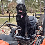 Cocoa is registered to the contest to win money with this photo: dog, black_dog, tractor, farm, outdoor, seat, steering_wheel, trees, fence, grass, leaves, vehicle, pet, animal, tongue_out, happy, collar, nature, rural, machine