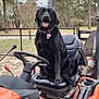 dog, black_dog, tractor, farm, outdoor, seat, steering_wheel, trees, fence, grass, leaves, vehicle, pet, animal, tongue_out, happy, collar, nature, rural, machine