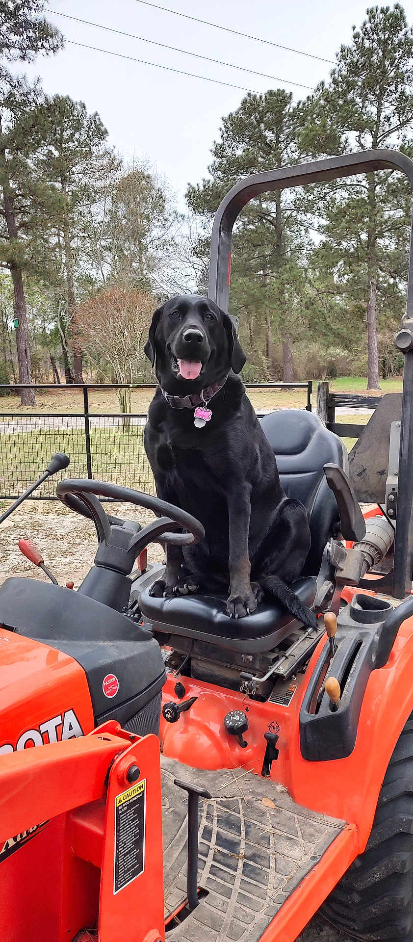 Cocoa is registered to the contest to win money with this photo: dog, black_dog, tractor, farm, outdoor, seat, steering_wheel, trees, fence, grass, leaves, vehicle, pet, animal, tongue_out, happy, collar, nature, rural, machine