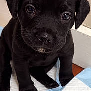 Onyx is registered to the contest to win money with this photo: adorable, animal, black_dog, black_fur, blue_and_white, brown_eyes, canine, close_up, cute, dog, floor, floppy_ears, indoor, nose, paws, pet, portrait, puppy, sitting, training_pad