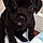 Onyx