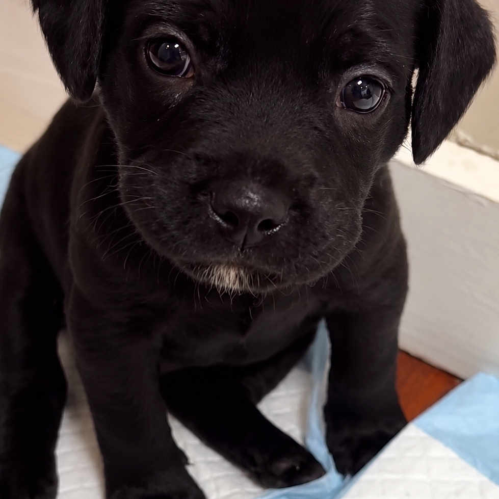 Onyx is registered to the contest to win money with this photo: adorable, animal, black_dog, black_fur, blue_and_white, brown_eyes, canine, close_up, cute, dog, floor, floppy_ears, indoor, nose, paws, pet, portrait, puppy, sitting, training_pad