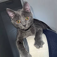 Simba a rejoint le concours — aidez-le/la à gagner de superbes lots ! cat, kitten, gray_fur, curious, amber_eyes, climbing, chair, indoor, pet, animal, whiskers, ears, paws, furniture, close_up, cute, young, domestic, feline, looking