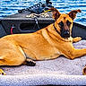 Mommaz is registered to the contest to win money with this photo: dog, boat, water, ocean, fishing_boat, outdoor, animal, pet, tan_fur, black_muzzle, pointed_ears, lying_down, collar, dog_bed, blanket, chew_toy, rope, fishing_equipment, waves, portrait