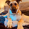 Mommaz joined the competition — help win amazing prizes! dog, pet, canine, portrait, close_up, sitting, bed, bedroom, paws, large_paws, floppy_ears, short_hair, brown_and_white, indoor, home, bedding, pillows, warm_lighting, funny_expression, animal_photography