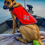 Mommaz joined the competition — help win amazing prizes! dog, boat, life_vest, lake, water, outdoors, animal, canine, sitting, red_vest, chew_toy, green_toy, pet, collar, ears, fur, river, landscape, daylight, recreation
