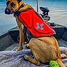 animal, boat, canine, chew_toy, collar, daylight, dog, ears, fur, green_toy, lake, landscape, life_vest, outdoors, pet, recreation, red_vest, river, sitting, water