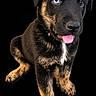 Dyo joined the competition — help win amazing prizes! puppy, dog, canine, black_and_tan, heterochromia, blue_eye, brown_eye, tongue_out, sitting, portrait, close_up, adorable, cute, floppy_ears, short_fur, white_chest, black_background, studio_lighting, pet, animal