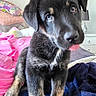Dyo joined the competition — help win amazing prizes! puppy, dog, black_and_tan, sitting, head_tilt, tongue_out, blue_eyes, floppy_ears, portrait, indoors, bedroom, bed, blanket, colorful_bedding, cozy, cute, pet, close_up, animal, photography