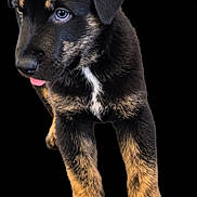 Dyo joined the competition — help win amazing prizes! puppy, dog, black_and_tan, rottweiler, portrait, standing, tongue, blue_eyes, floppy_ears, short_fur, front_view, close_up, studio_lighting, black_background, cute, young_dog, legs, paws, animal, photography