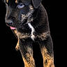 animal, black_and_tan, black_background, blue_eyes, close_up, cute, dog, floppy_ears, front_view, legs, paws, photography, portrait, puppy, rottweiler, short_fur, standing, studio_lighting, tongue, young_dog