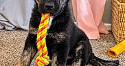 Dyo is registered to the contest to win money with this photo: puppy, dog, black_and_tan, sitting, rope_toy, chew_toy, carpet, indoor, curtains, woven_basket, pet, animal, fluffy, portrait, looking_at_camera, heterochromia, black_fur, tan_markings, playful, cute