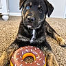 animal, black_fur, blue_eye, brown_eyes, carpet, close_up, cute, dog, donut, food, head_tilt, home, indoor, pet, portrait, puppy, sitting, sprinkles, tan_fur, white_chest
