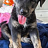 animal, bedroom, black_and_tan, blanket, blue_blanket, blue_eye, brown_eye, close_up, cute, dog, dresser, floppy_ears, indoors, pet, playful, plush_toy, portrait, puppy, sitting, tongue_out