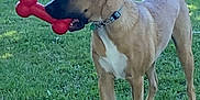 Duke Danger Wayne joined the competition — help win amazing prizes! dog, toy, bone_toy, grass, backyard, fence, pet, canine, outdoor, collar, brown_dog, white_paws, playful, standing, sunlight, greenery, animal, muzzle, ears, tail