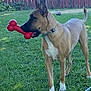dog, toy, bone_toy, grass, backyard, fence, pet, canine, outdoor, collar, brown_dog, white_paws, playful, standing, sunlight, greenery, animal, muzzle, ears, tail