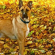 Duke Danger Wayne joined the competition — help win amazing prizes! dog, autumn, leaves, outdoor, nature, fall, brown_dog, canine, leaf_litter, collar, alert, standing, animal, seasonal, vibrant, yellow_leaves, orange_leaves, park, daylight, pet