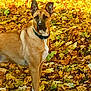 dog, autumn, leaves, outdoor, nature, fall, brown_dog, canine, leaf_litter, collar, alert, standing, animal, seasonal, vibrant, yellow_leaves, orange_leaves, park, daylight, pet