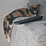cat, kitten, calico, sleeping, couch, sofa, remote_control, furniture, indoor, pet, animal, relaxing, resting, cozy, home, domestic, feline, cute, small, calm