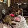 dog, french_bulldog, pink_harness, couch, leather_couch, white_sheet, living_room, wood_paneling, painting, pillow, blanket, carpet, relaxed, pet, indoor, home, canine, fur, animal, domestic