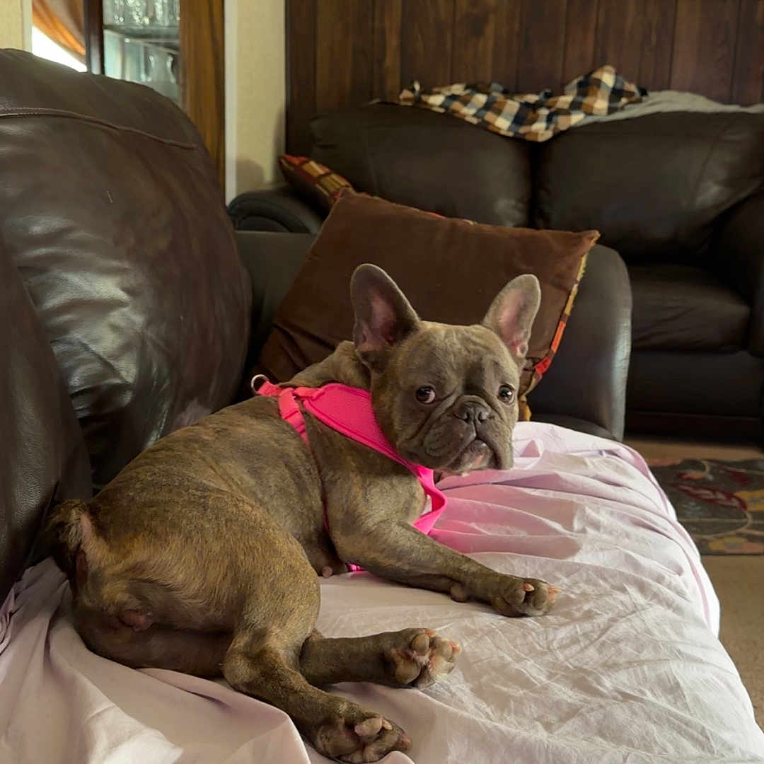 Biggie is registered to the contest to win money with this photo: dog, french_bulldog, pink_harness, couch, leather_couch, white_sheet, living_room, wood_paneling, painting, pillow, blanket, carpet, relaxed, pet, indoor, home, canine, fur, animal, domestic