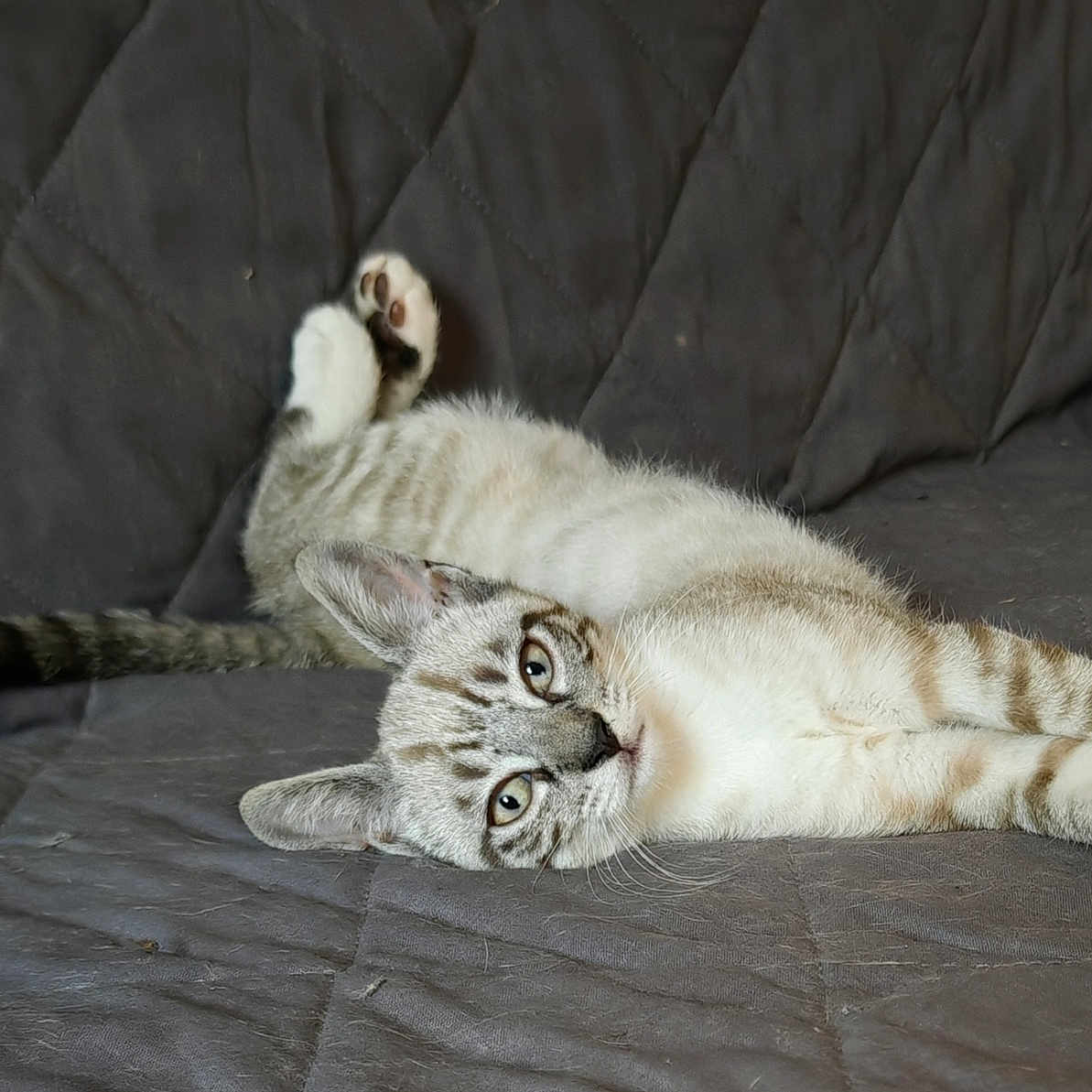 Wyatt a rejoint le concours — aidez-le/la à gagner de superbes lots ! animal, cat, couch, curious, cute, feline, fur, gray, indoor, kitten, looking, lying_down, paws, pet, quilted, relaxed, sleepy, tabby, tail, whiskers