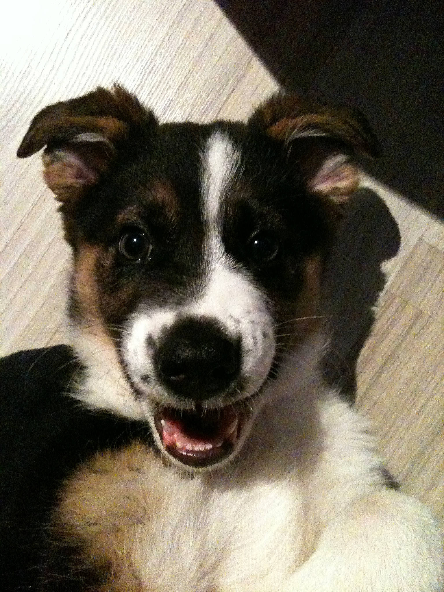 Gucci participe au concours pour gagner de l'argent avec cette photo : australian_collie, border_collie, canidae, carnivore, companion_dog, dog, dog_breed, mammal, mcnab, nose, puppy, rare_breed_dog, snout, sporting_group, vertebrate, welsh_sheepdog, whiskers