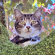 Sethi a rejoint le concours — aidez-le/la à gagner de superbes lots ! animal, autumn, background, branch, cat, closeup, collar, curious, daylight, feline, forest, green_eyes, leaves, moss, nature, outdoor, pet, tabby, tree, wildlife