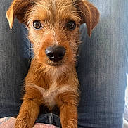 Lucky participe au concours pour gagner de l'argent avec cette photo : animal, brown_dog, closeup, colorful_shirt, companion, cute, dog, ears, eyes, friendly, fur, indoor, jeans, lap, nose, pet, portrait, puppy, whiskers, young