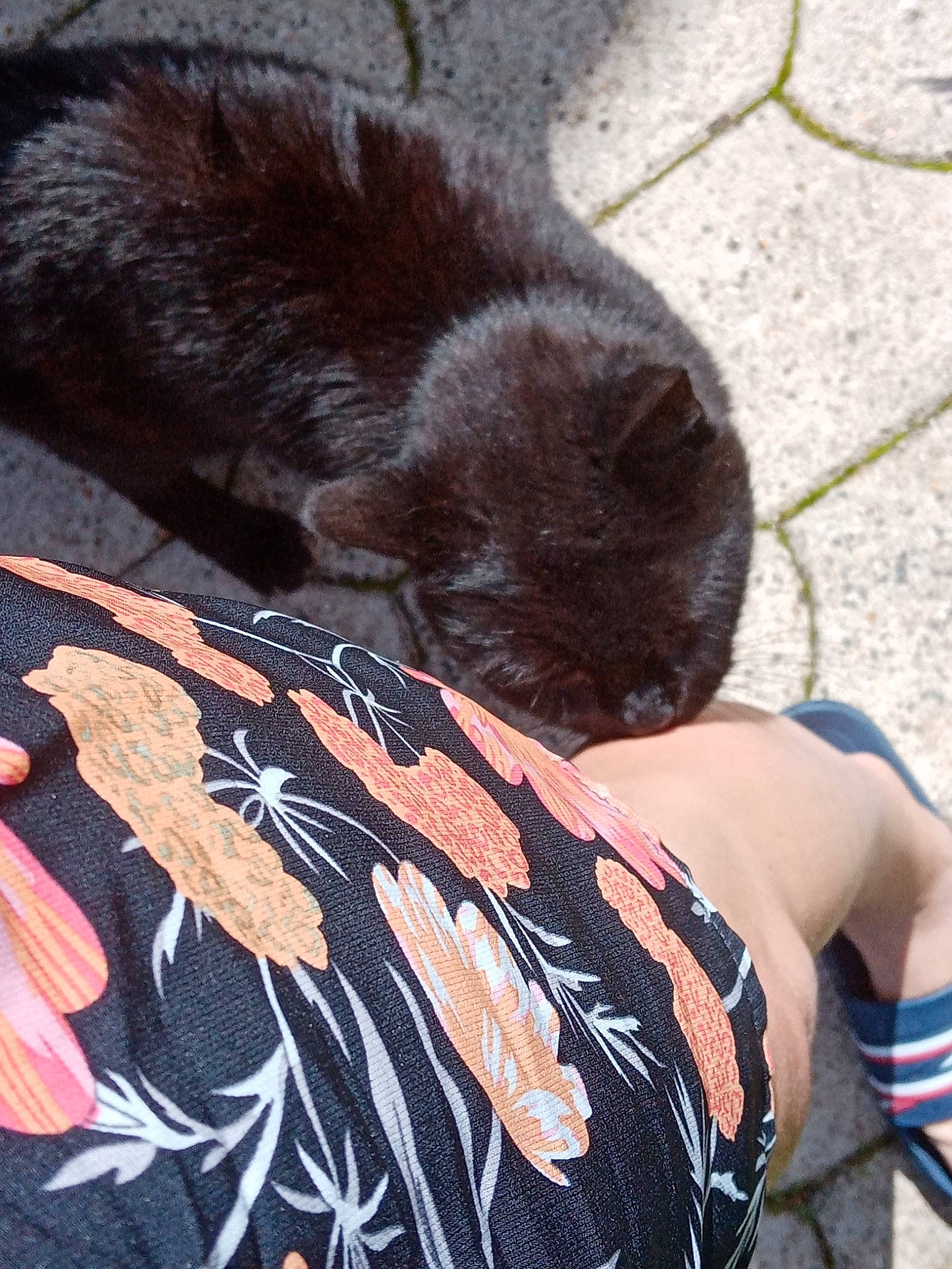 Mickey a rejoint le concours — aidez-le/la à gagner de superbes lots ! black_cat, canidae, carnivore, claw, companion_dog, dog_breed, fawn, felidae, foot, fur, human_leg, liver, pattern, sleeve, sleeveless_shirt, small_to_medium_sized_cats, sporting_group, tail, terrestrial_animal, whiskers