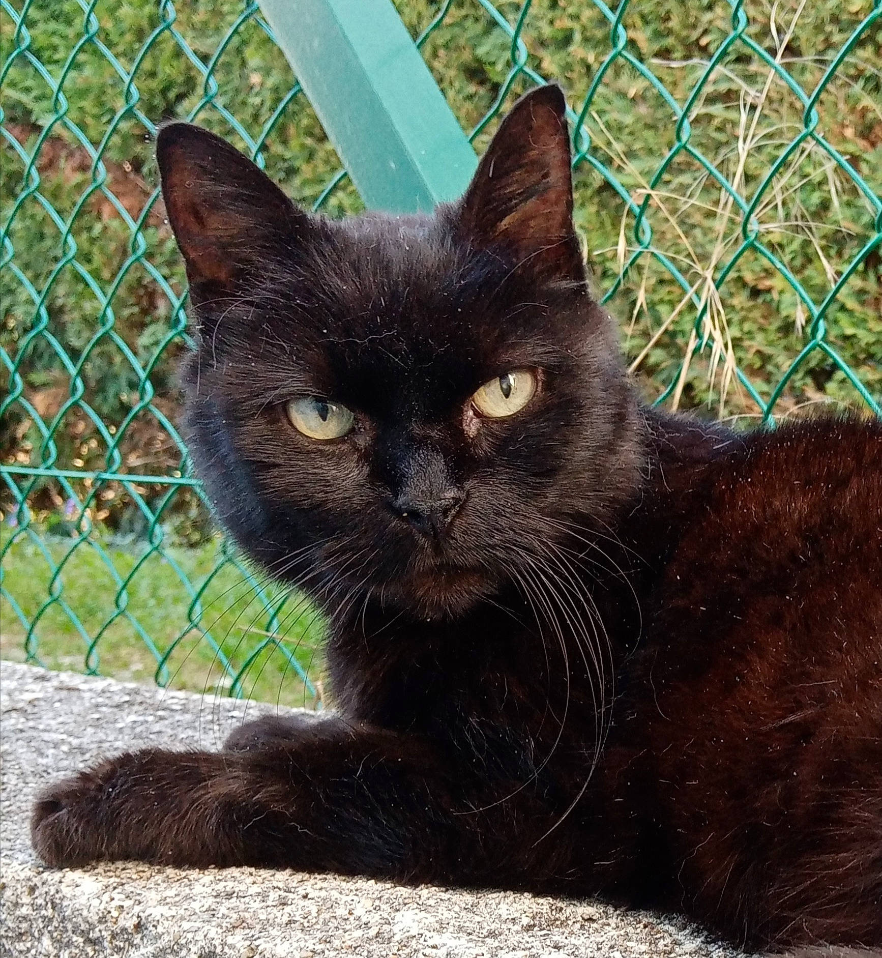 Mickey a rejoint le concours — aidez-le/la à gagner de superbes lots ! black_cat, bombay, carnivore, cat, chain_link_fencing, domestic_short_haired_cat, felidae, fence, fur, havana_brown, mesh, pet_supply, plant, small_to_medium_sized_cats, snout, tail, terrestrial_animal, whiskers, window, wire_fencing