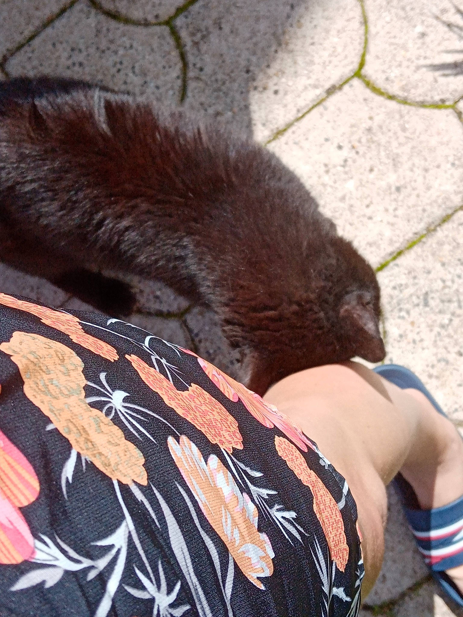 Mickey a rejoint le concours — aidez-le/la à gagner de superbes lots ! barefoot, black_cat, carnivore, claw, companion_dog, dog_breed, fashion_accessory, feather, felidae, foot, fur, human_leg, pattern, small_to_medium_sized_cats, swimwear, tail, terrestrial_animal, thigh, whiskers, wing