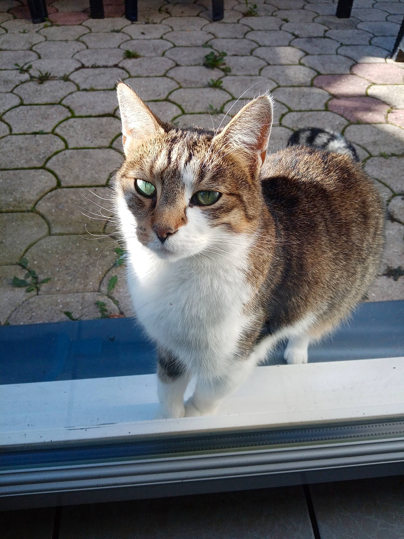 Chance participe au concours pour gagner de l'argent avec cette photo : carnivore, cat, domestic_short_haired_cat, door, felidae, fur, road_surface, sitting, small_to_medium_sized_cats, snout, tail, whiskers, window, windshield