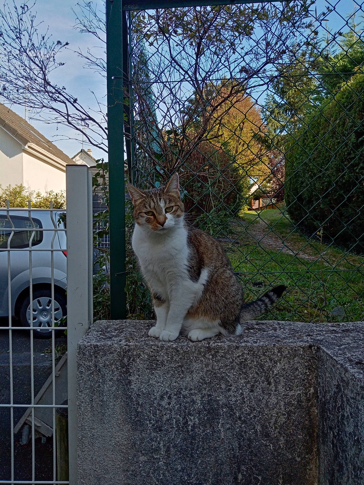 Chance a rejoint le concours — aidez-le/la à gagner de superbes lots ! brick, building, carnivore, cat, fawn, felidae, grass, house, plant, road_surface, sky, small_to_medium_sized_cats, tail, tire, tree, twig, wheel, whiskers, window, wood