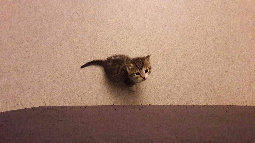 Chance a rejoint le concours — aidez-le/la à gagner de superbes lots ! asphalt, brown, carnivore, cat, claw, domestic_short_haired_cat, fawn, felidae, flooring, fur, paw, road_surface, sand, shadow, small_to_medium_sized_cats, tail, terrestrial_animal, whiskers, wildlife, wood