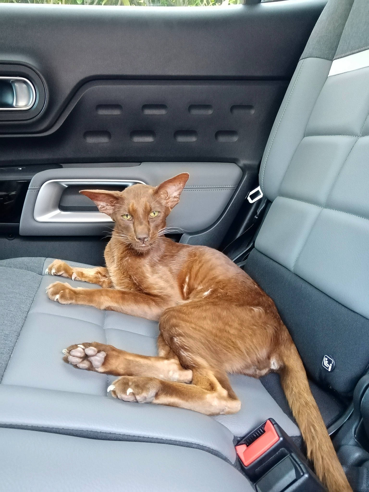 Chocolat participe au concours pour gagner de l'argent avec cette photo : auto_part, automotive_design, automotive_exterior, automotive_lighting, automotive_mirror, automotive_window_part, car, car_seat, car_seat_cover, family_car, fawn, felidae, hood, luxury_vehicle, motor_vehicle, personal_luxury_car, steering_wheel, vehicle, vehicle_door, windshield