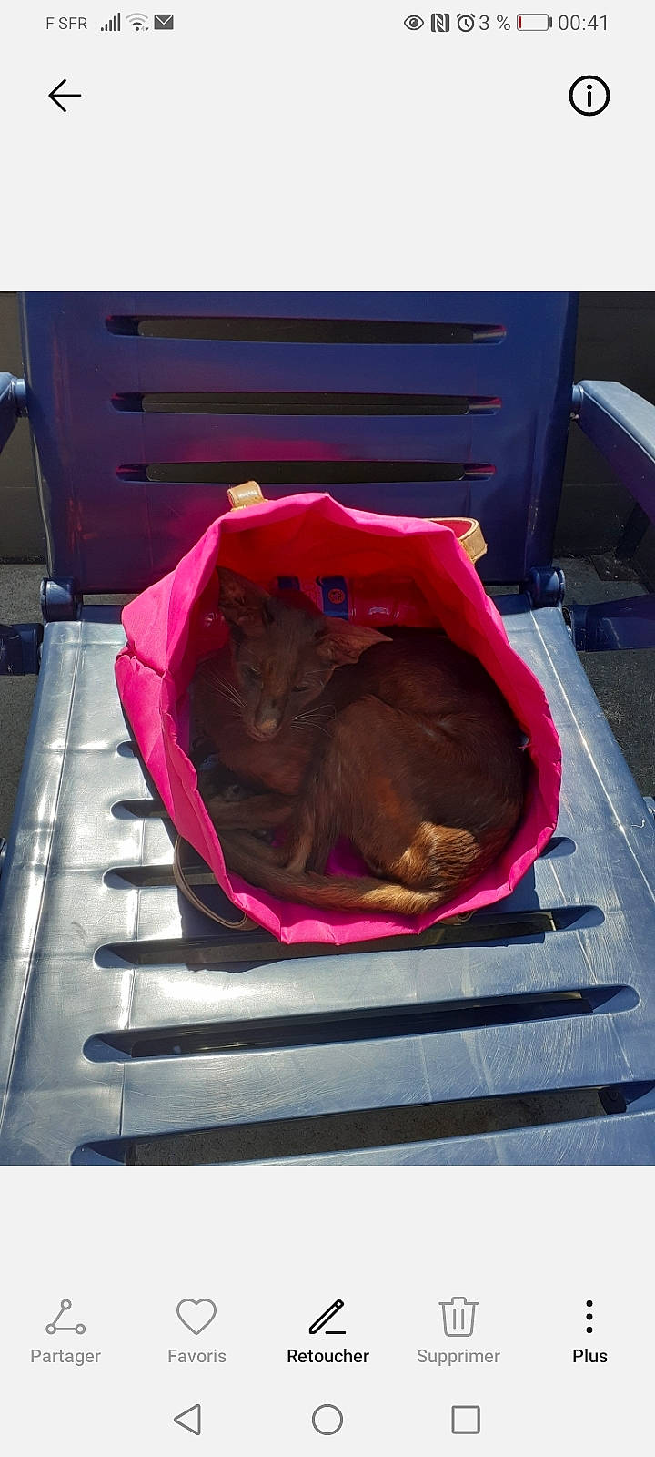 Chocolat participe au concours pour gagner de l'argent avec cette photo : box, canidae, carmine, carnivore, comfort, dog_breed, fawn, magenta, nap, personal_protective_equipment, rectangle, room, snout, sporting_group, toy, wood, working_animal