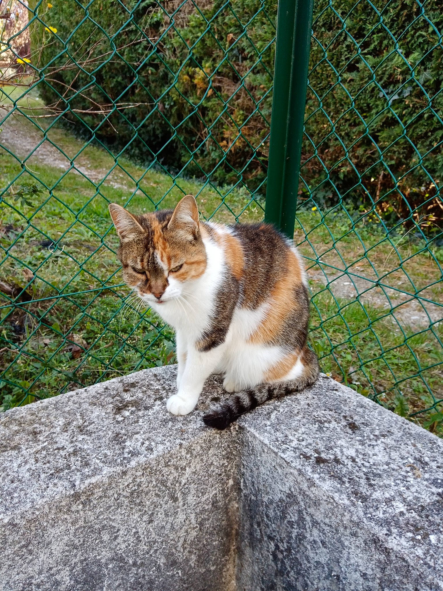 Perle a rejoint le concours — aidez-le/la à gagner de superbes lots ! carnivore, cat, domestic_short_haired_cat, fawn, felidae, fence, fur, grass, home_fencing, mesh, plant, road_surface, small_to_medium_sized_cats, snout, tail, terrestrial_animal, tree, whiskers, wire_fencing, wood