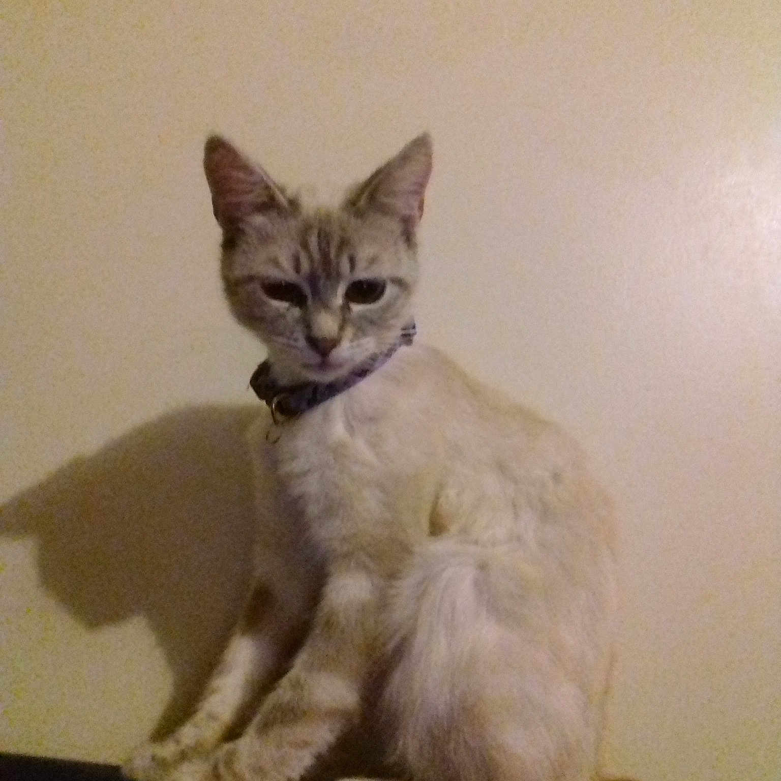 Bella a rejoint le concours — aidez-le/la à gagner de superbes lots ! aegean_cat, asian, balinese, burmilla, carnivore, cat, domestic_short_haired_cat, european_shorthair, felidae, german_rex, javanese, kitten, mammal, ojos_azules, oriental_longhair, small_to_medium_sized_cats, tail, turkish_angora, vertebrate, whiskers