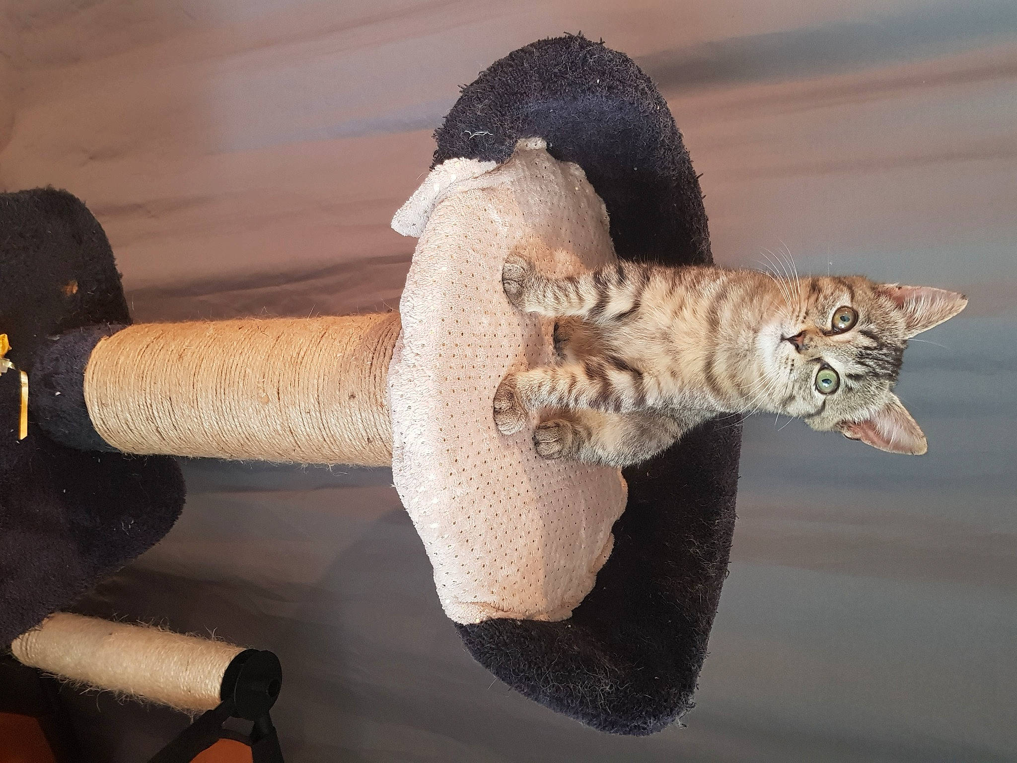 Victoire a rejoint le concours — aidez-le/la à gagner de superbes lots ! carnivore, cat, claw, domestic_short_haired_cat, fawn, felidae, fur, gesture, human_leg, paw, small_to_medium_sized_cats, snout, tail, terrestrial_animal, toy, vertebrate, whiskers, wood, wool, wrist