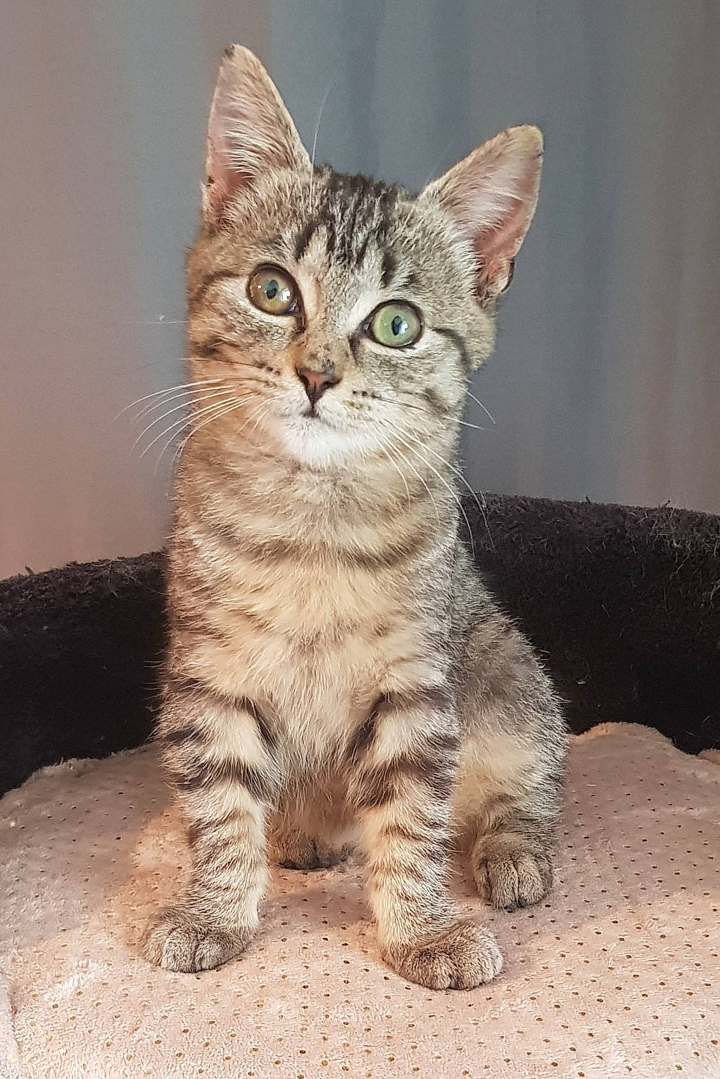 Victoire a rejoint le concours — aidez-le/la à gagner de superbes lots ! carnivore, cat, claw, domestic_short_haired_cat, felidae, fur, paw, sitting, small_to_medium_sized_cats, snout, tail, terrestrial_animal, whiskers, wildlife, window