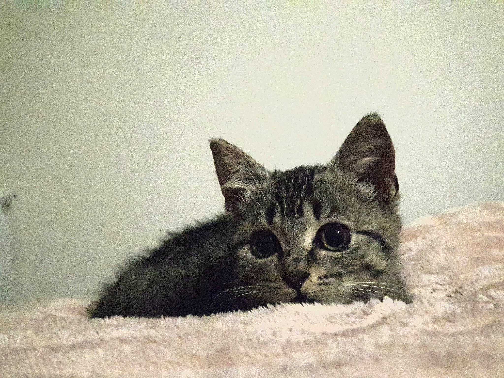 Victoire participe au concours pour gagner de l'argent avec cette photo : black_cat, carnivore, cat, comfort, domestic_short_haired_cat, eye, felidae, fur, monochrome_photography, paw, small_to_medium_sized_cats, tail, terrestrial_animal, visual_arts, whiskers, wildlife, window