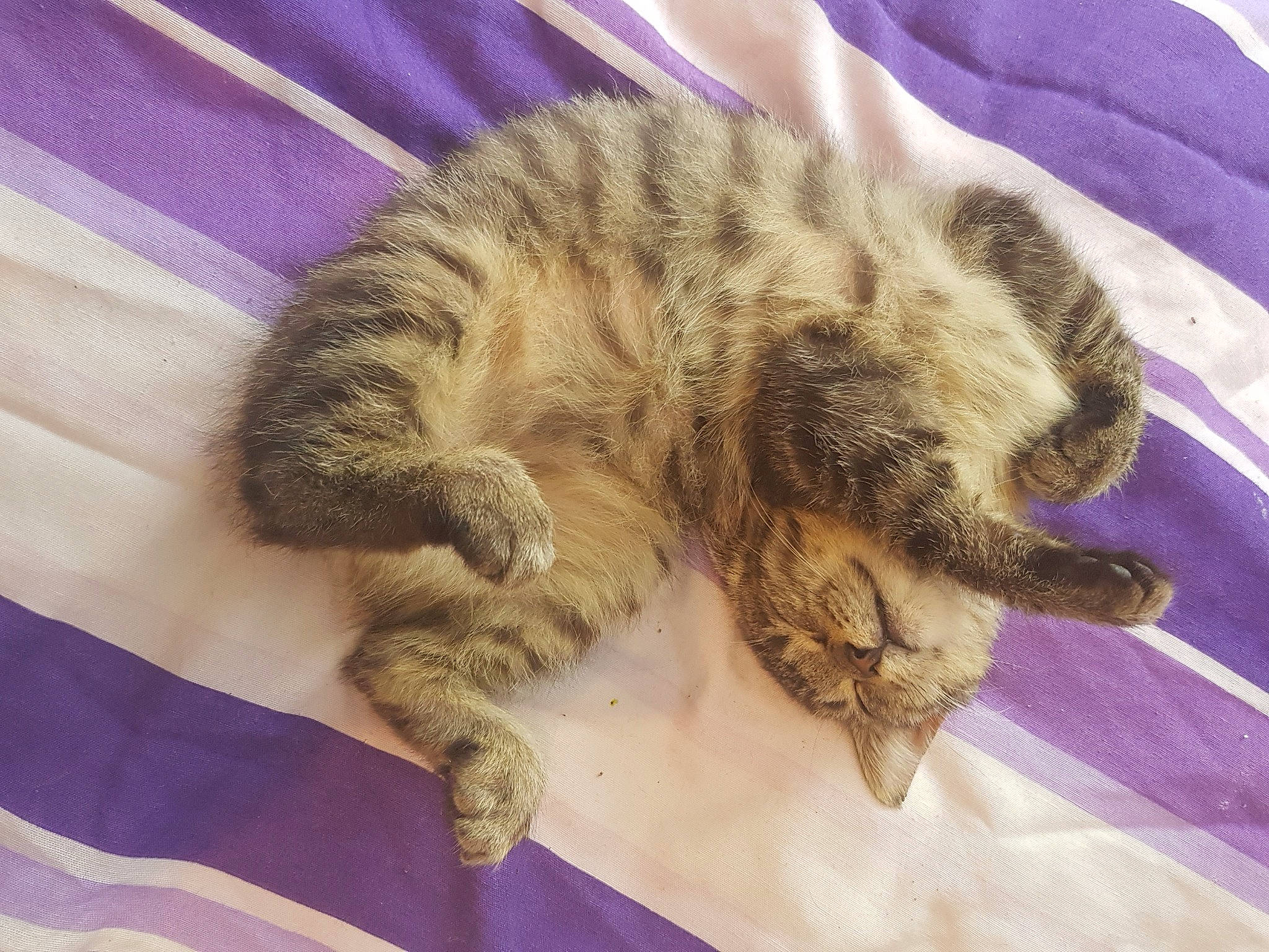 Victoire participe au concours pour gagner de l'argent avec cette photo : bed, carnivore, cat, claw, comfort, domestic_short_haired_cat, fawn, felidae, fur, magenta, nap, paw, sleep, small_to_medium_sized_cats, snout, tail, vertebrate, whiskers