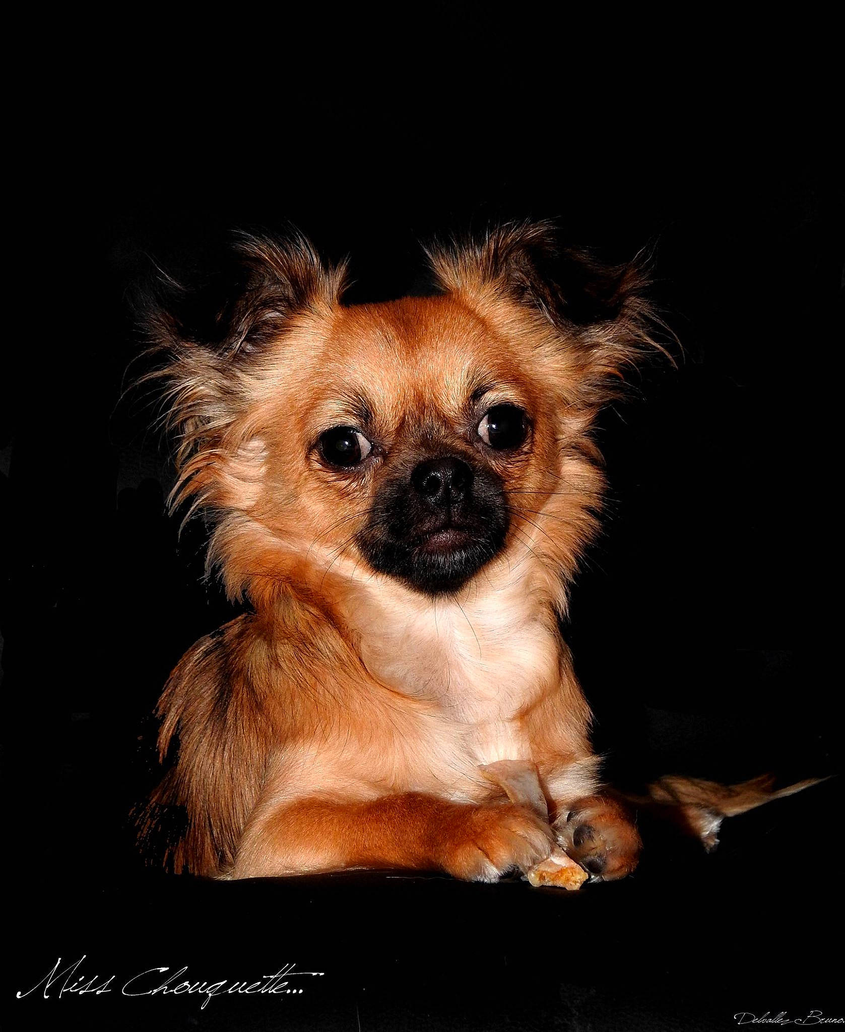 Chouquette participe au concours pour gagner de l'argent avec cette photo : canidae, carnivore, chihuahua, companion_dog, dog, dog_breed, fawn, mammal, puppy, snout, tibetan_spaniel, toy_dog, vertebrate, whiskers